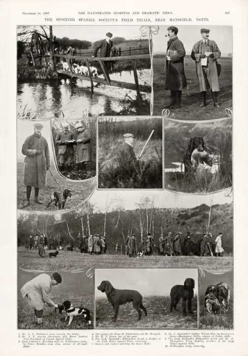 Framed Print : Sporting Spaniel Societys Field Trials, 1907 Framed Print : Sporting Spaniel Societys Field Trials, 1907