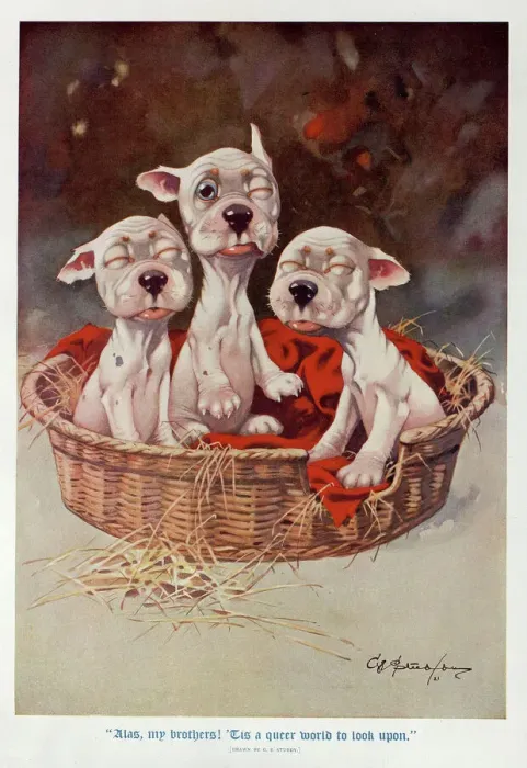 Framed Print : Studdy - Three newborn puppies slowly open their eyes Framed Print : Studdy - Three newborn puppies slowly open their eyes