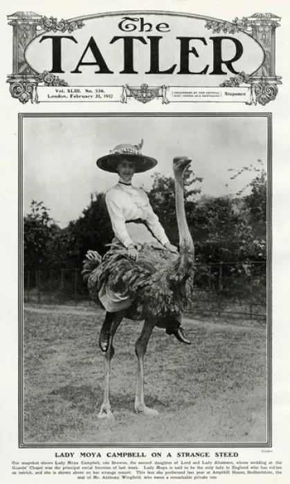 Framed Print : Tatler cover - Lady Moya Campbell on an ostrich Framed Print : Tatler cover - Lady Moya Campbell on an ostrich