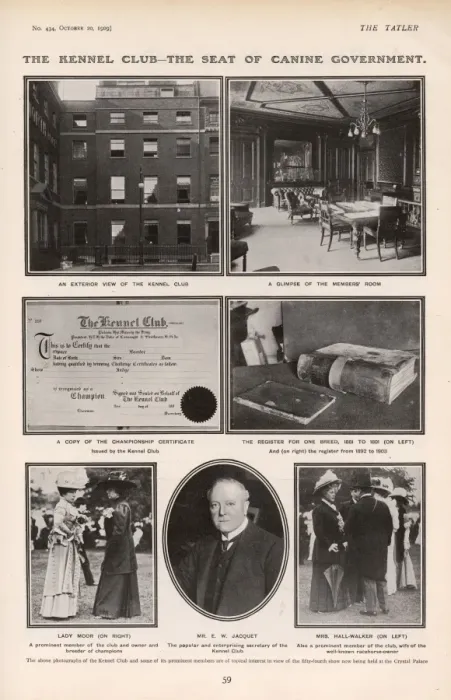 Framed Print : The Tatler: The Kennel Club - the seat of canine government Framed Print : The Tatler: The Kennel Club - the seat of canine government