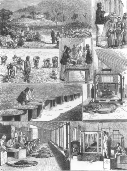Framed Print : Tea Cultivation in British India Framed Print : Tea Cultivation in British India