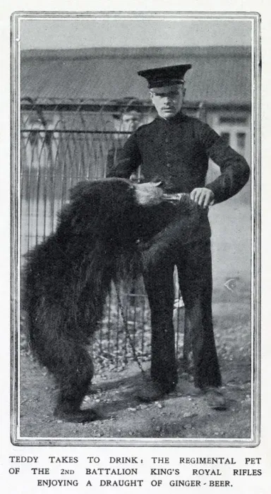 Framed Print : Teddy enjoying a draught of ginger-beer, the 2nd Battalion Kings Rifles pet Framed Print : Teddy enjoying a draught of ginger-beer, the 2nd Battalion Kings Rifles pet