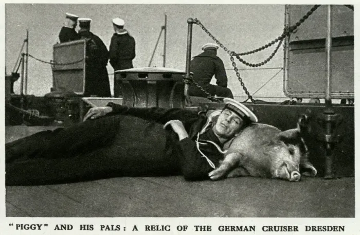 Framed Print : Tirpitz the pig: naval mascot of HMS Glasgow, WW1 Framed Print : Tirpitz the pig: naval mascot of HMS Glasgow, WW1