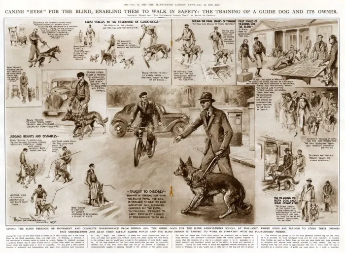 Framed Print : Training a guide dog and its owner Framed Print : Training a guide dog and its owner