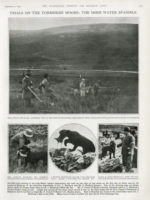 Framed Print : Trials on the Yorkshire Moors: the Irish Water Spaniels 1931 Framed Print : Trials on the Yorkshire Moors: the Irish Water Spaniels 1931