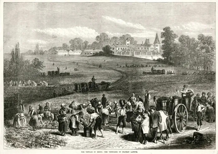 Framed Print : Vintage in Medoc: Vineyards of Chateau Lafitte 1871