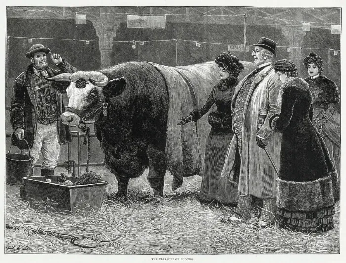 Framed Print : Visitors (on right) to the Christmas Cattle Show at the Agricultural Hall, Islington, admiring a prize winning bull. Date: 1883 Framed Print : Visitors (on right) to the Christmas Cattle Show at the Agricultural Hall, Islington, admiring a prize winning bull. Date: 1883