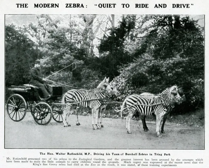 Framed Print : Walter Rothschild driving his team of zebras at Tring Park Framed Print : Walter Rothschild driving his team of zebras at Tring Park