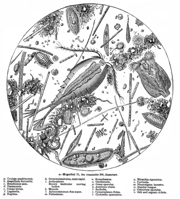 Framed Print : The Water of the Serpentine Magnified 200 Times, 1857