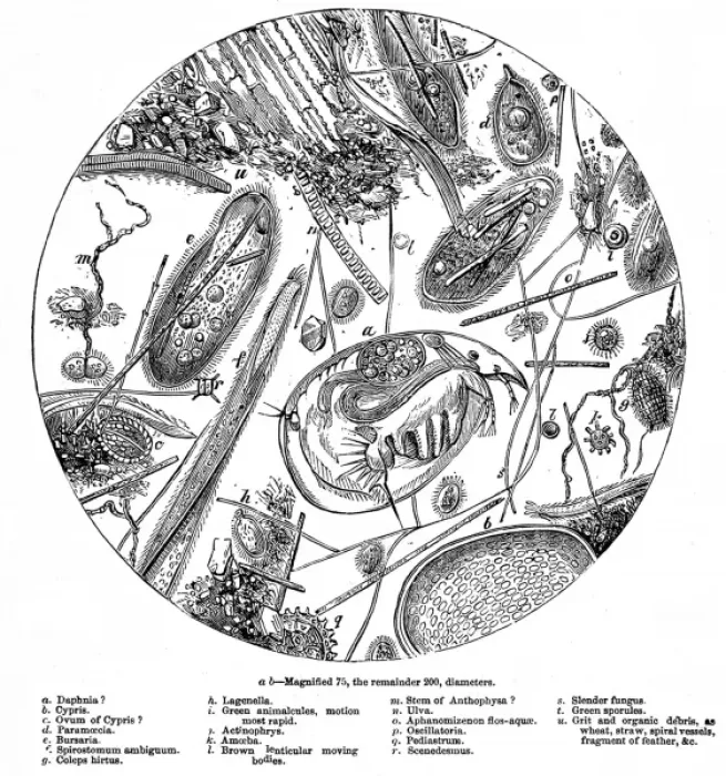 Framed Print : The Water of the Serpentine Magnified 200 Times, 1857 Framed Print : The Water of the Serpentine Magnified 200 Times, 1857