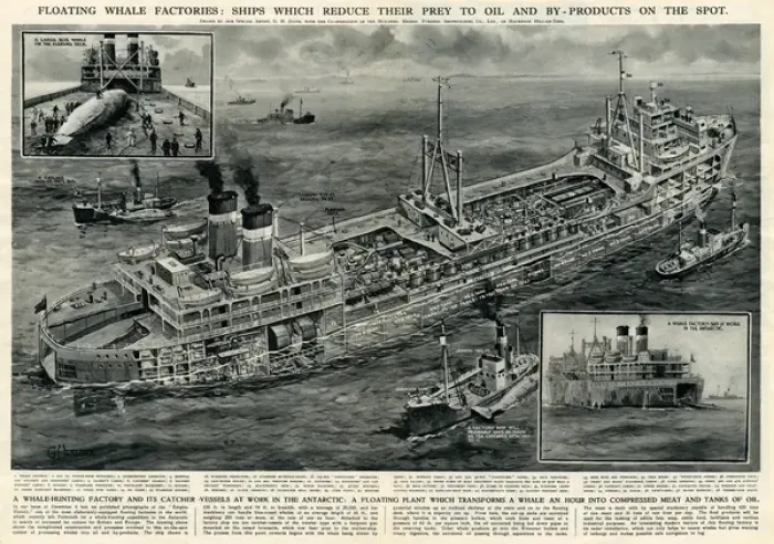 Framed Print : Whale hunting vessel and factory by G. H. Davis