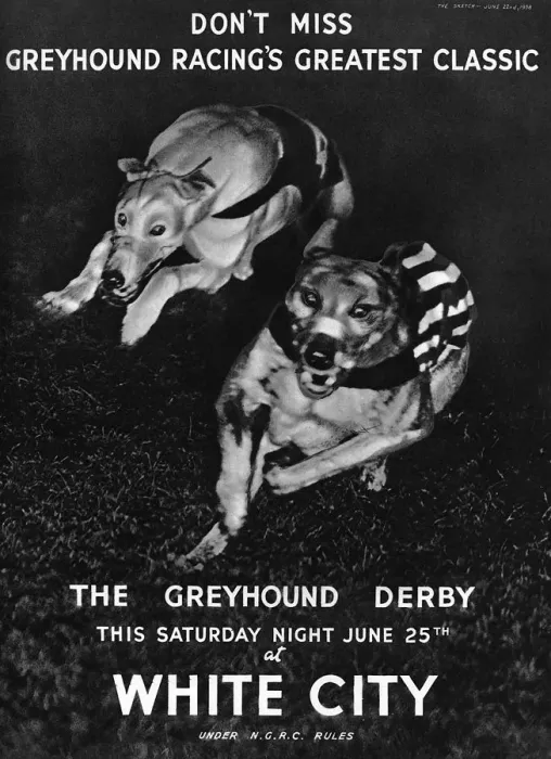 Framed Print : White City greyhound racing advertisement, 1938 Framed Print : White City greyhound racing advertisement, 1938