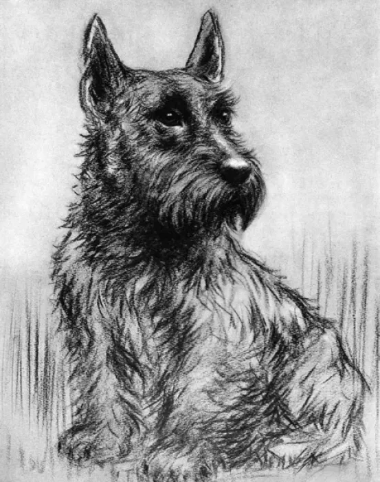 Framed Print : Winkle - Duke of Gloucesters pet Scottish terrier Framed Print : Winkle - Duke of Gloucesters pet Scottish terrier