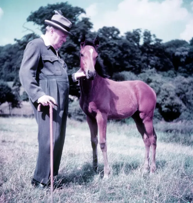 Framed Print : Winston Churchill pictured with a young foal Framed Print : Winston Churchill pictured with a young foal