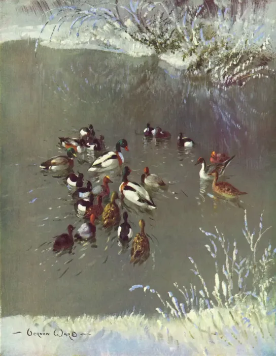 Framed Print : Winter Plumage by Vernon Ward