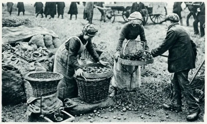 Framed Print : Women farm workers 1917 Framed Print : Women farm workers 1917
