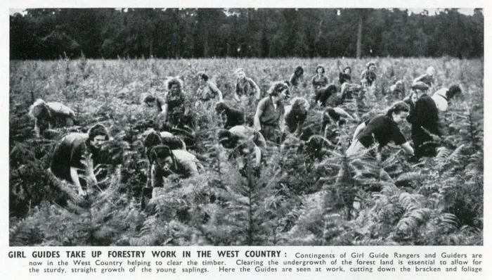 Framed Print : WW2 - Home Front - Girl Guide Rangers and Guiders doing forestry work in the West Framed Print : WW2 - Home Front - Girl Guide Rangers and Guiders doing forestry work in the West
