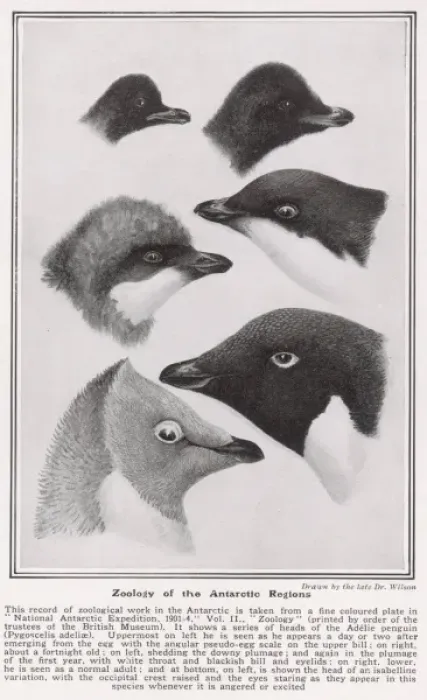 Framed Print : Zoology of the Antarctic Regions drawn by Dr. Wilson Framed Print : Zoology of the Antarctic Regions drawn by Dr. Wilson
