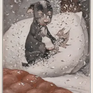 This Weeks Studdy - (Pillow) This Weeks Studdy - (Pillow)