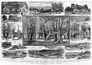 Drive Prints: 15 views of Epping Forest, London