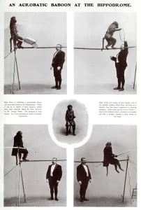 1902 Prints: An acrobatic baboon at the Hippodrome