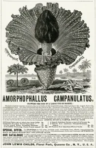 Unusual Prints: Advert for Amorphophallus Campanulatus, plant seeds 1891
