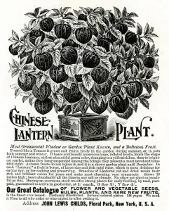 Park Prints: Advert for Chinese Lantern Plant 1897
