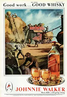 Advertisements Prints: Advertisement on the back cover of The Sphere for Johnnie Walker scotch whisky showing a haymaking scene