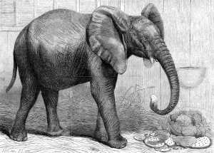 Gardens Prints: African Elephant at London Zoo, 1865