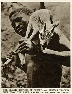 2020 Prints: An African tracker, wet from the lake, carrying a grysbok to safety in Southern Rhodesia