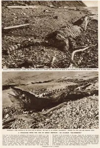Bones Prints: The Age of the Sea-Monster, discovery in Alaska