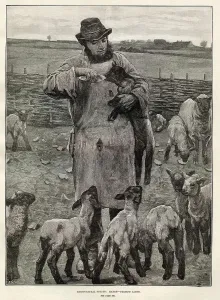 March Prints: Agricultural Scenes - March - feeding lambs