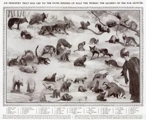 White Prints: All the animals whose pelts were favoured by the fashion industry in 1908