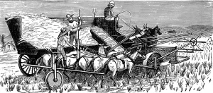 Fields Prints: America. Wheat Farming in California. June: Heading