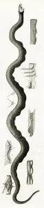 Paranormal Prints: AMERICAN SEA SERPENT