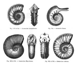 Prehistoric Prints: Four ammonites