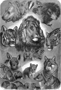 Gardens Prints: Animals of London Zoo, 1877