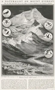 Human Prints: Animals of Mount Everest, 1924