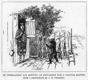 Whistle Prints: Ape Signalman