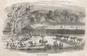 Cultivation Prints: Arrowroot Production