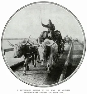 Cart Prints: This Austrian cart is being hauled by bullocks