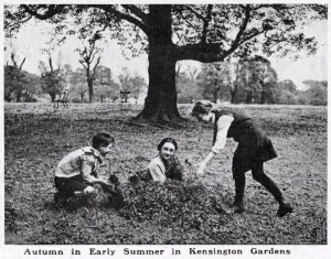 Summer Prints: Autumn in early summer, Kensington Gardens