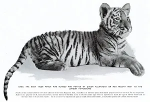 Richard Prints: Babs the tiger cub at the London Hippodrome