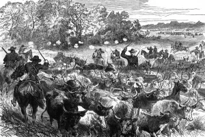 Cattle Prints: Basuto Gun War, 1880 - cattle recovered