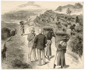 Cultivation Prints: Bengal Tea Plantation