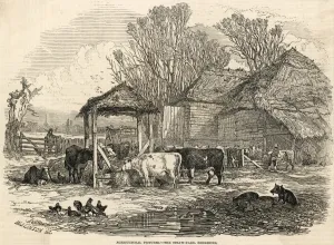 Cattle Prints: Berkshire Straw Yard