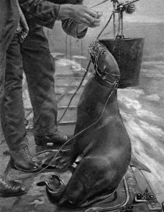 Lion Prints: Billy the submarine hunting sea lion