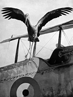 Airplane Prints: Bird life in Salonika: Macedonian stork & British areoplane