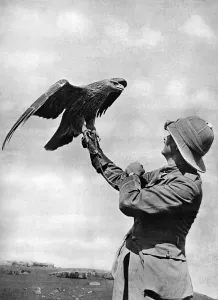 Golden Prints: Bird life in Salonika: officer and golden eagle
