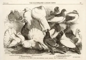 Prize Prints: Birds / Pigeons